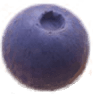 blueberry